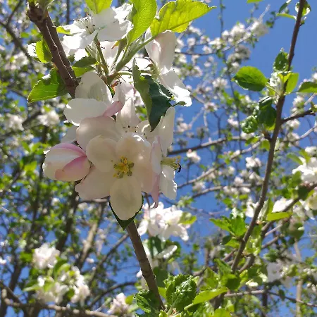 породично газдинство вучићевић Porodicno Gazdinstvo Vucicevic *