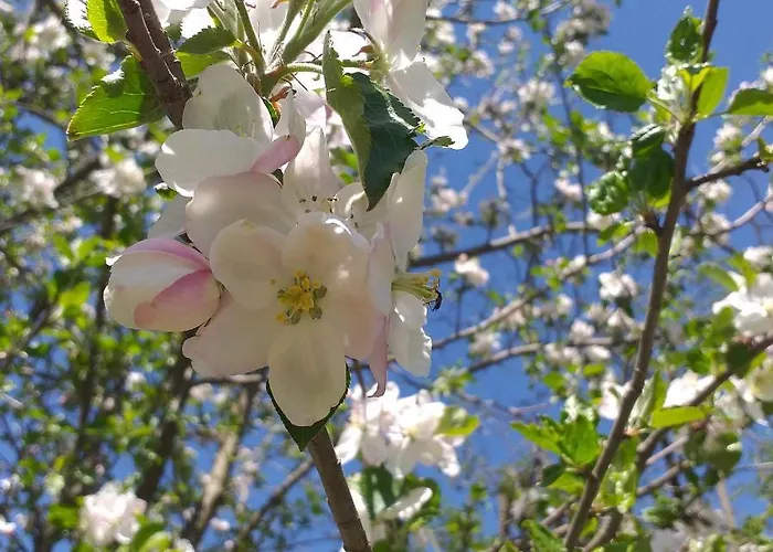 породично газдинство вучићевић Porodicno Gazdinstvo Vucicevic *